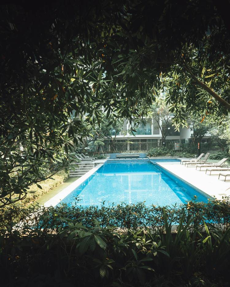 A blue swimming pool seen through overhanging trees, with loungers along one side